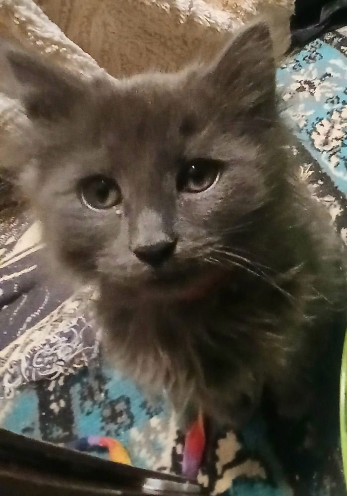 NALA - Domestic Medium Hair available for adoption