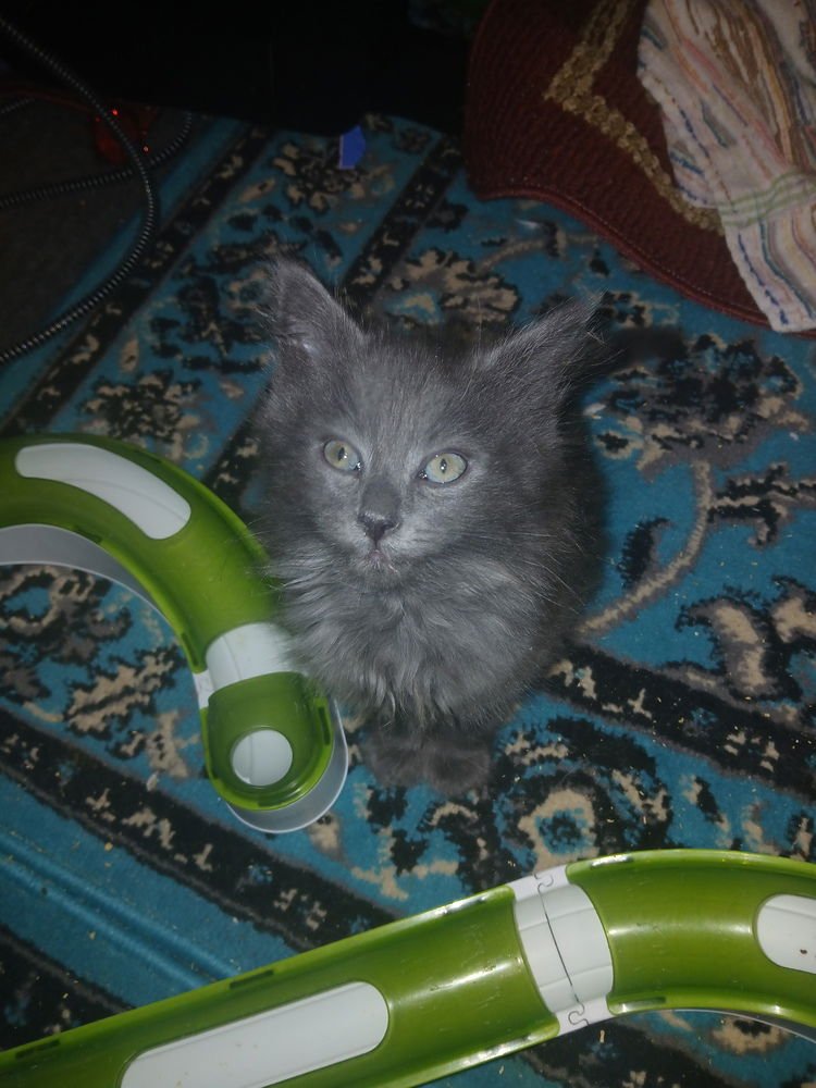 NALA - Domestic Medium Hair available for adoption