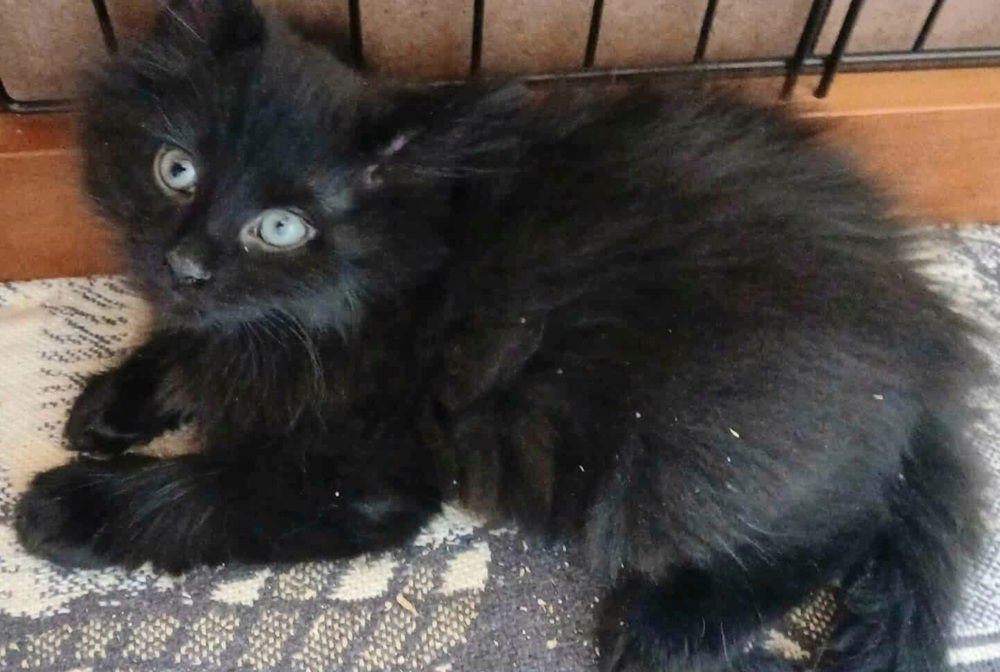 TAROT - Domestic Medium Hair available for adoption