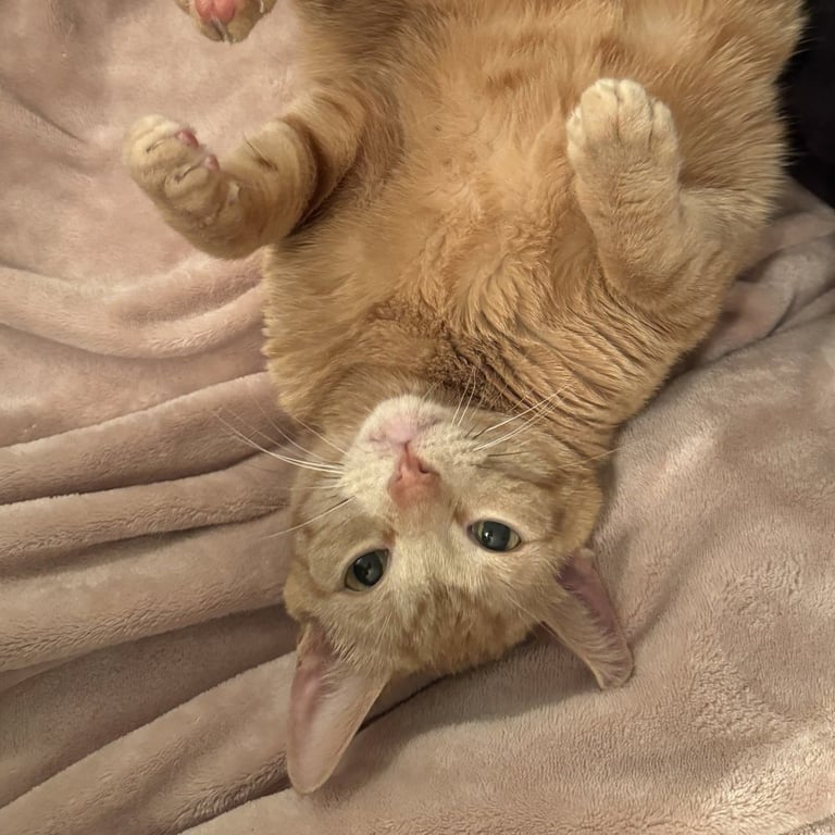Cutie Image
