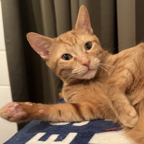 CUTIE - Domestic Short Hair available for adoption