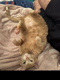 Cutie - Photo 4
