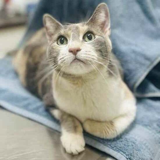 AMBER - Domestic Short Hair available for adoption