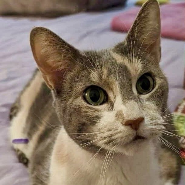 AMBER - Domestic Short Hair available for adoption