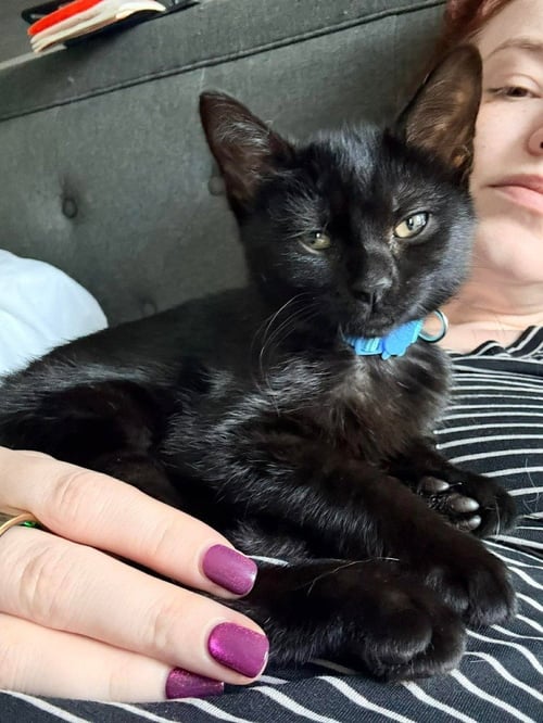 RAPTOR - Domestic Short Hair available for adoption
