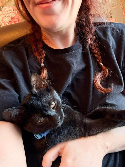 RAPTOR - Domestic Short Hair available for adoption