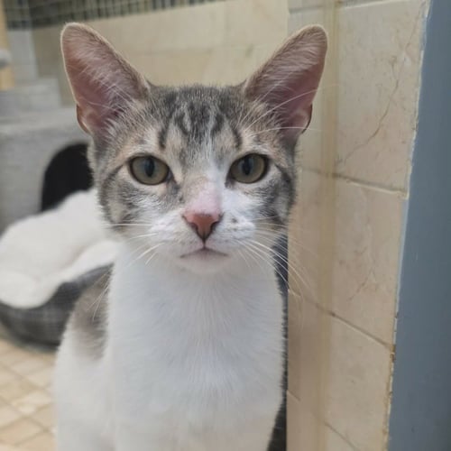 APPLE - Domestic Short Hair available for adoption