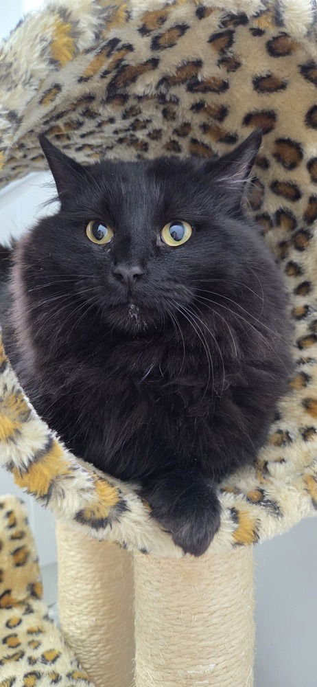 THOR - Domestic Long Hair available for adoption