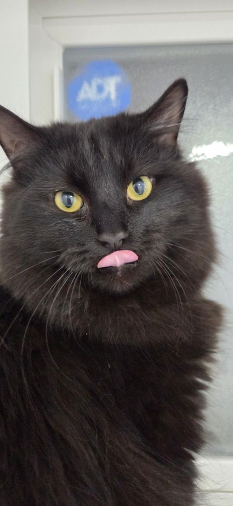 THOR - Domestic Long Hair available for adoption