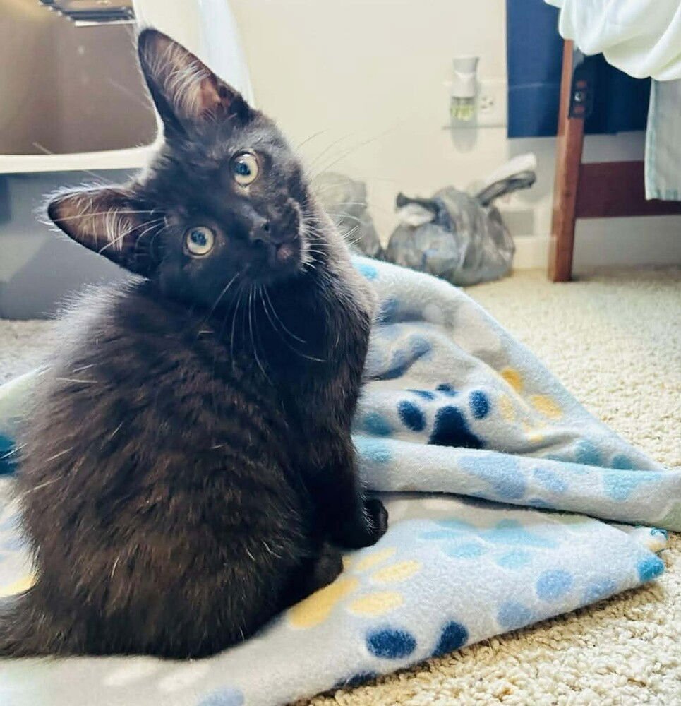 OSCAR - Domestic Medium Hair available for adoption