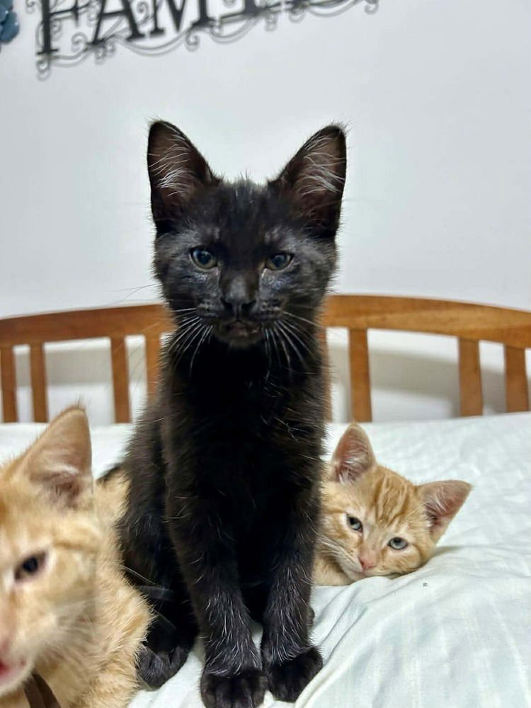 OSCAR - Domestic Medium Hair available for adoption