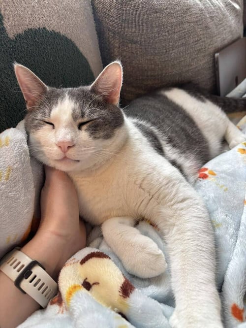 SAUSAGE LINK - Domestic Short Hair available for adoption