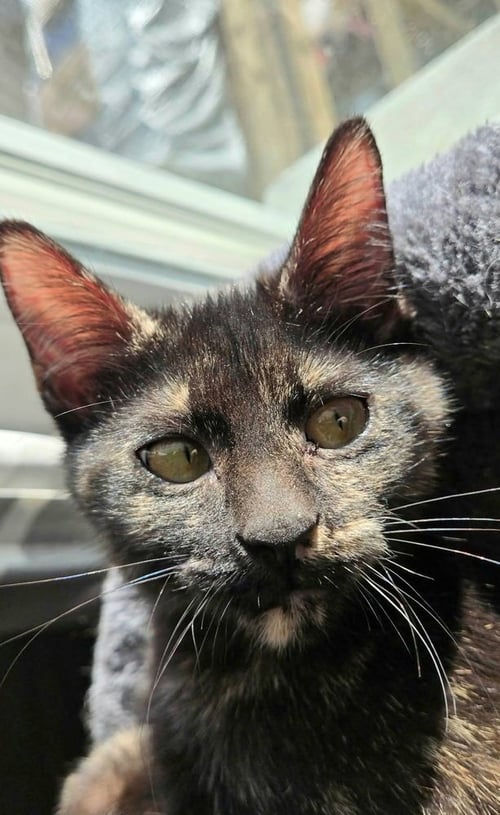 BRAN - Domestic Short Hair available for adoption