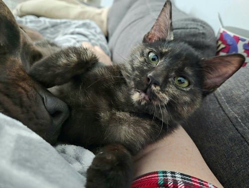 BRAN - Domestic Short Hair available for adoption