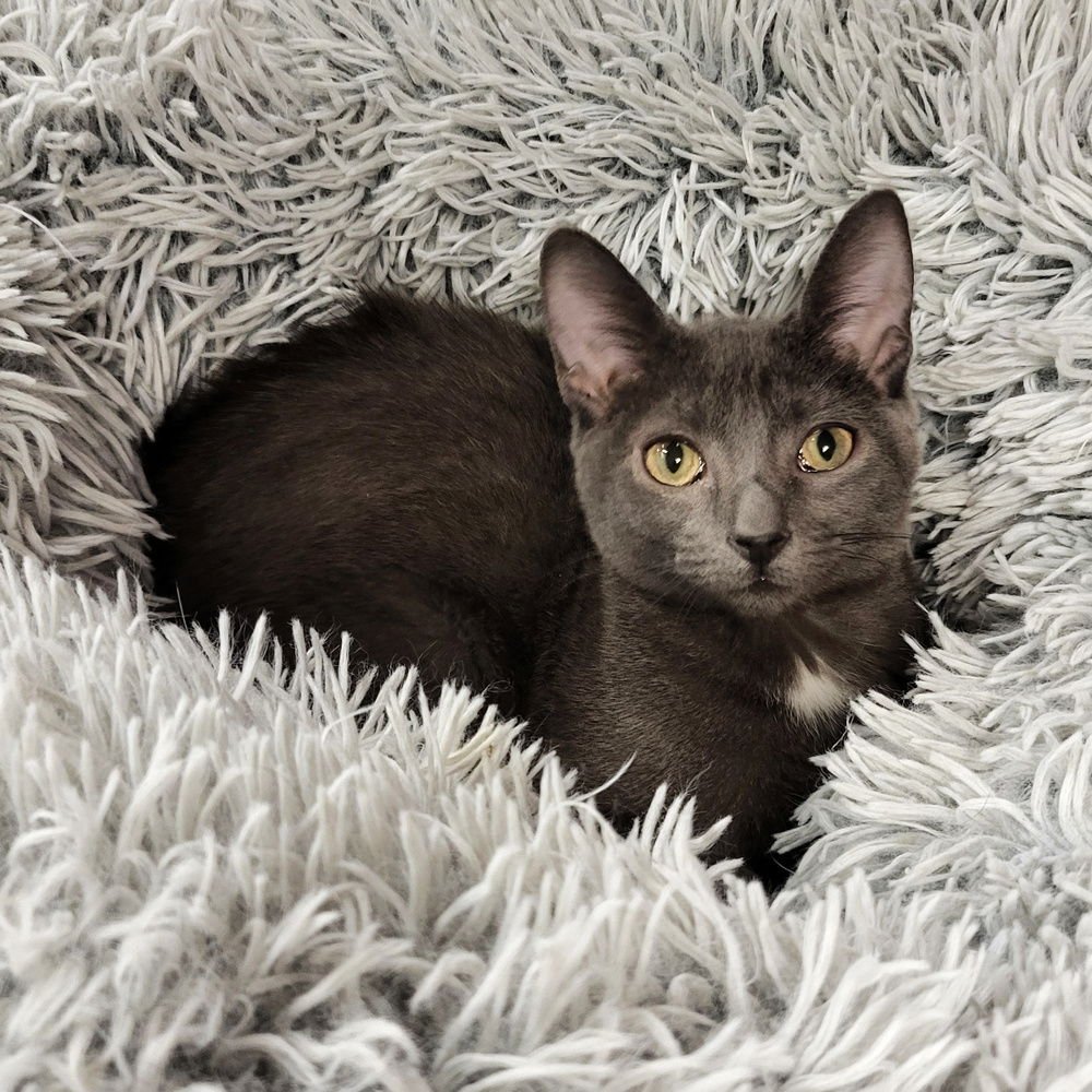 PEBBLE - Domestic Short Hair available for adoption