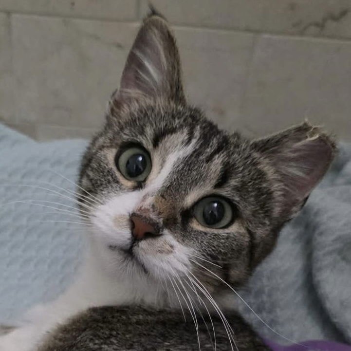 AZURI AKA CHIQUILLA