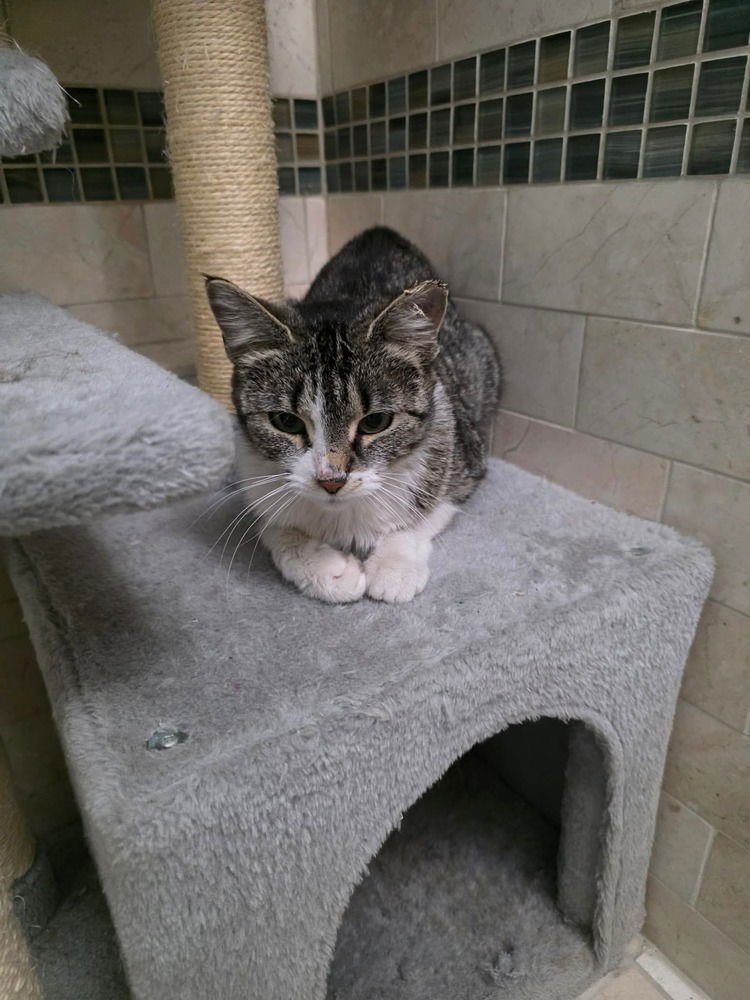 AZURI AKA CHIQUILLA - Domestic Short Hair available for adoption