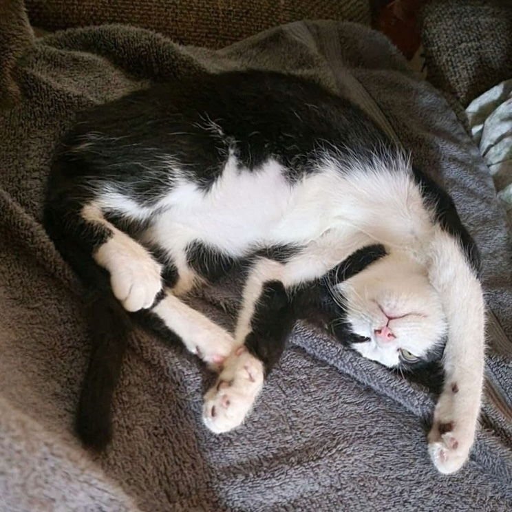 FAME - Domestic Short Hair available for adoption