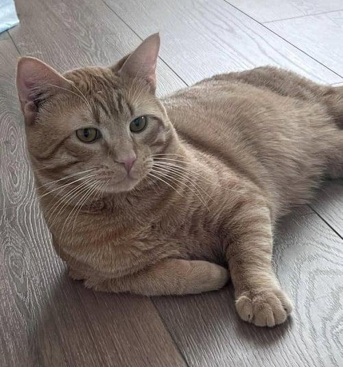 SAMUEL - Domestic Short Hair available for adoption