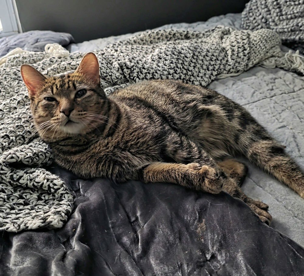 RAMBO - Domestic Short Hair available for adoption