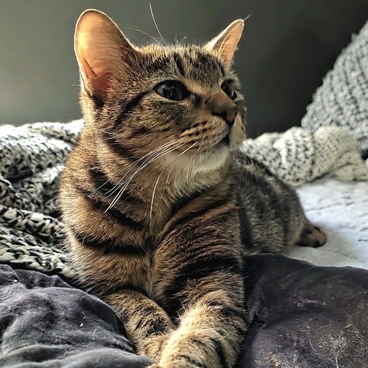 RAMBO - Domestic Short Hair available for adoption