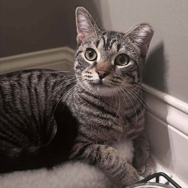 LIAM - Domestic Short Hair available for adoption