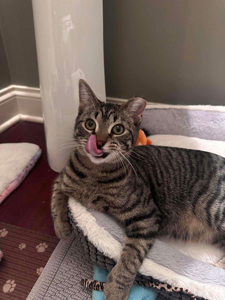 LIAM - Domestic Short Hair available for adoption