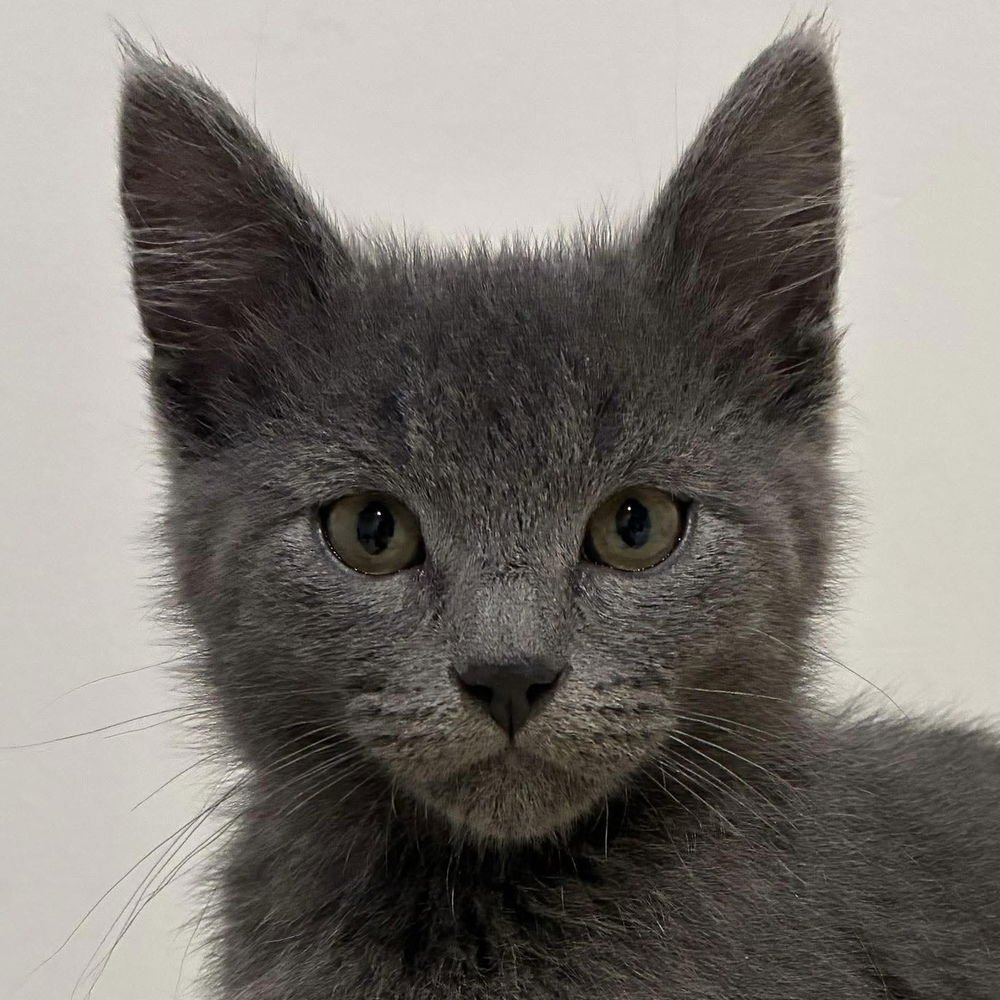 ZINA - Russian Blue / Domestic Short Hair available for adoption