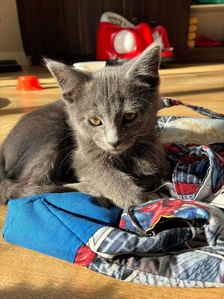 ZINA - Russian Blue / Domestic Short Hair available for adoption