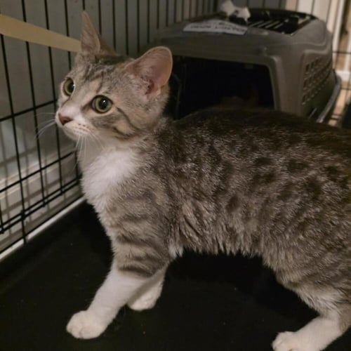 ADALYN - Domestic Short Hair available for adoption