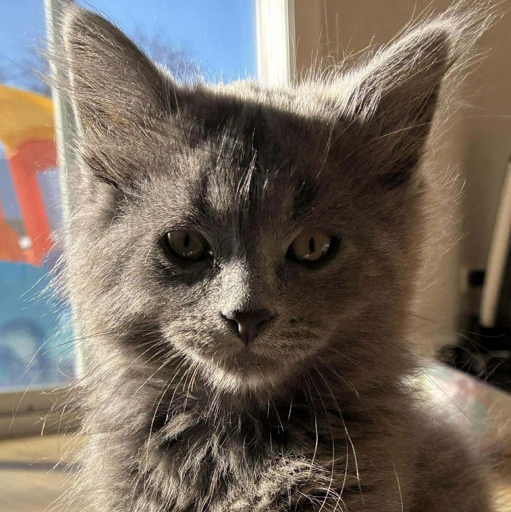BUBBA - Russian Blue / Domestic Long Hair available for adoption