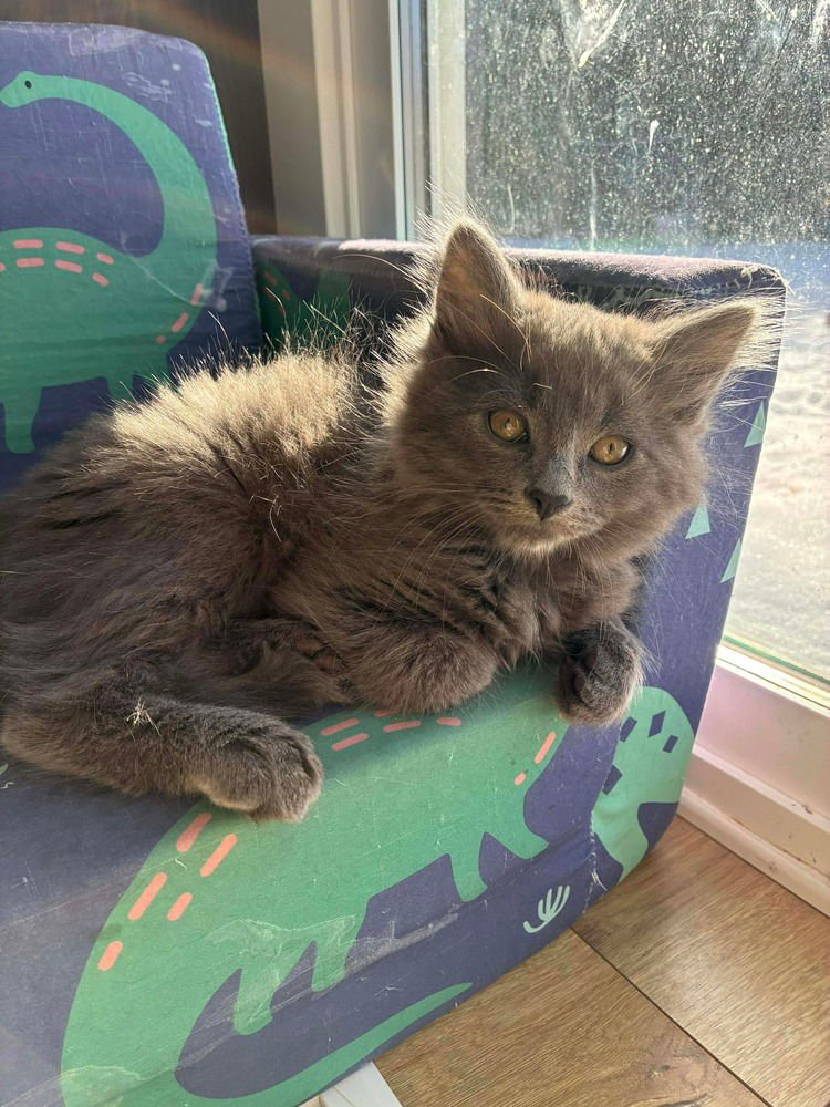 BUBBA - Russian Blue / Domestic Long Hair available for adoption