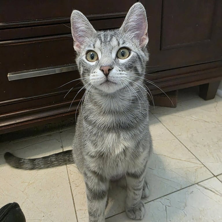 Asher Image