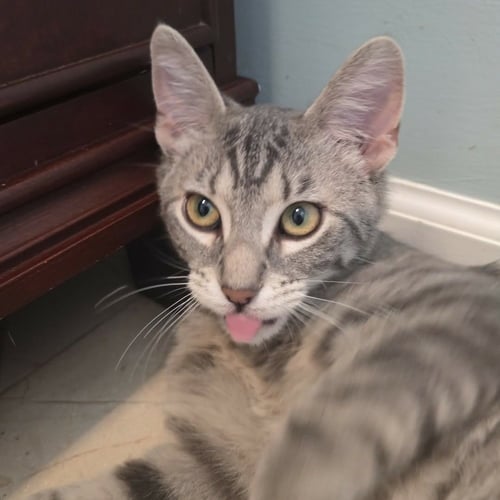 ASHER - Domestic Short Hair available for adoption