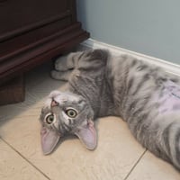 Asher - Photo 4