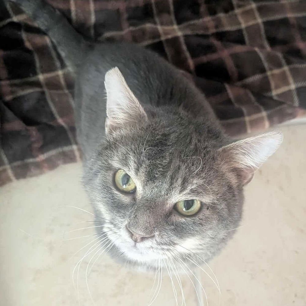 Bob (aka Bobby) - Photo 4