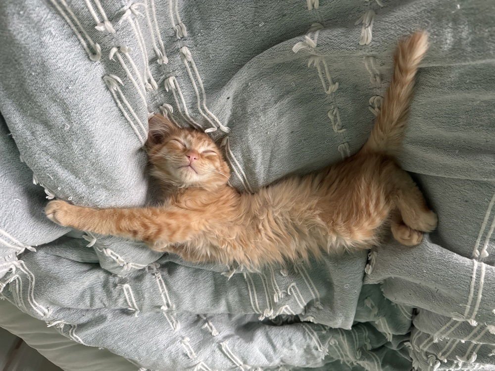 Pyroar, Sitter in Boxes - Photo 3