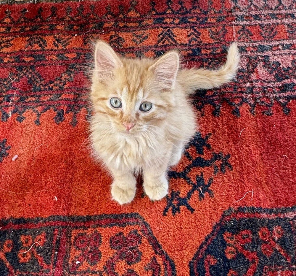 Pyroar, Sitter in Boxes - Photo 4