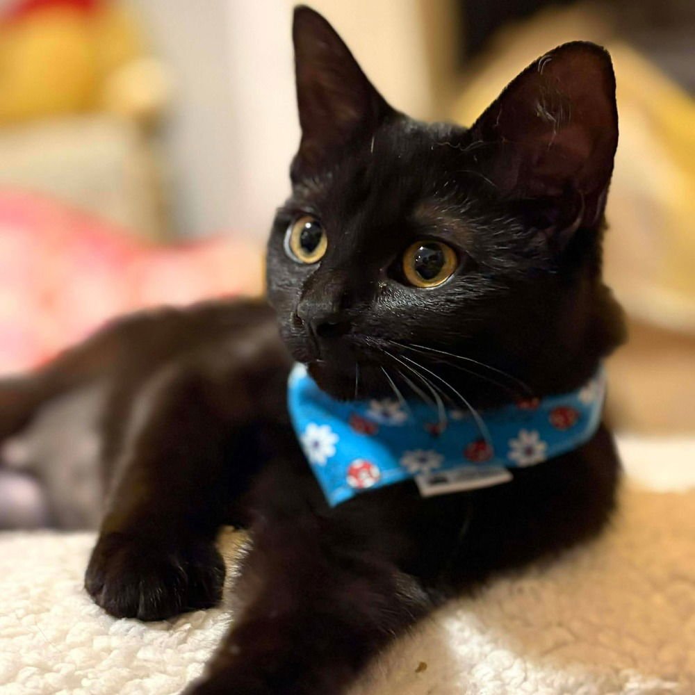 JUNEBUG - Domestic Medium Hair available for adoption