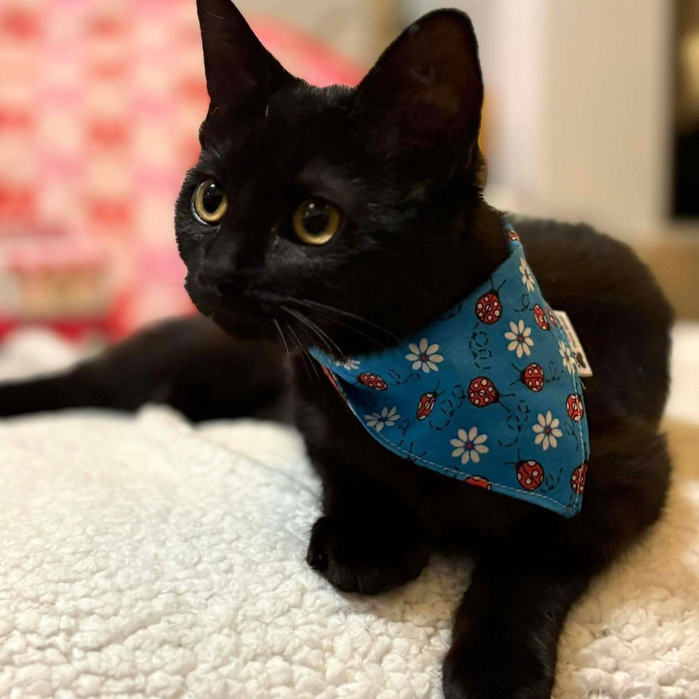 JUNEBUG - Domestic Medium Hair available for adoption