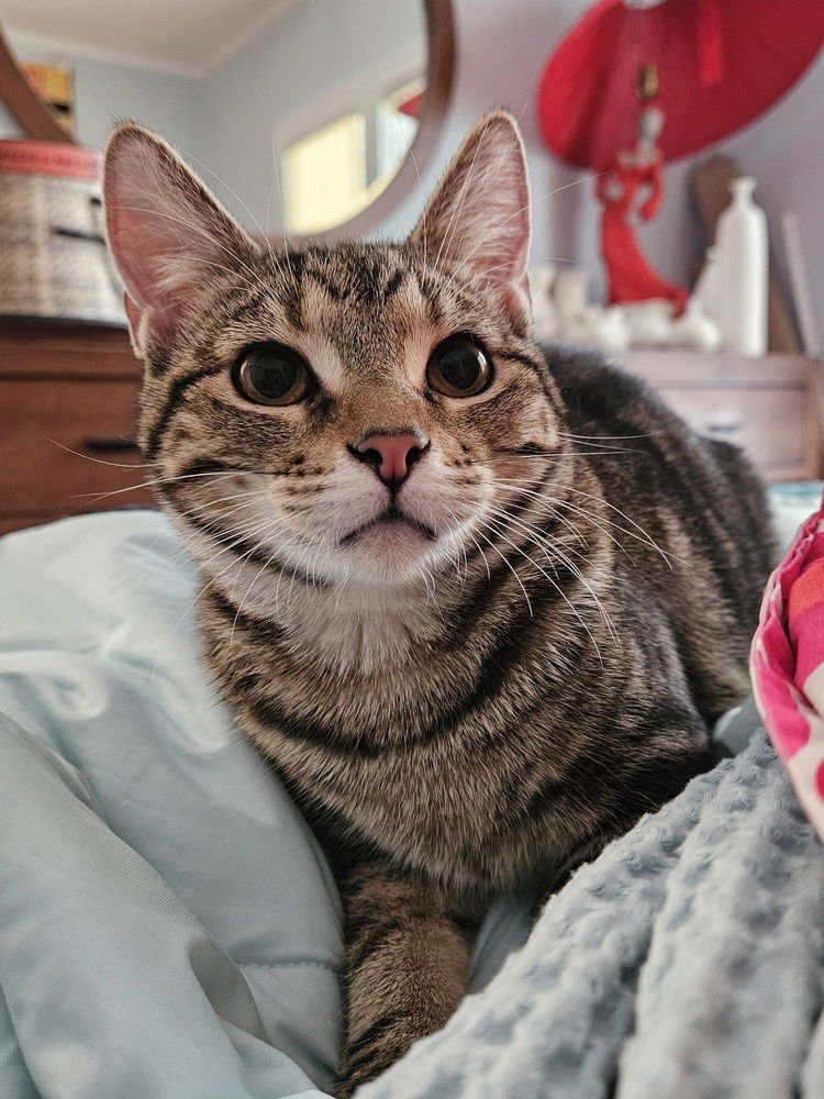 HIBISCUS - Domestic Short Hair available for adoption