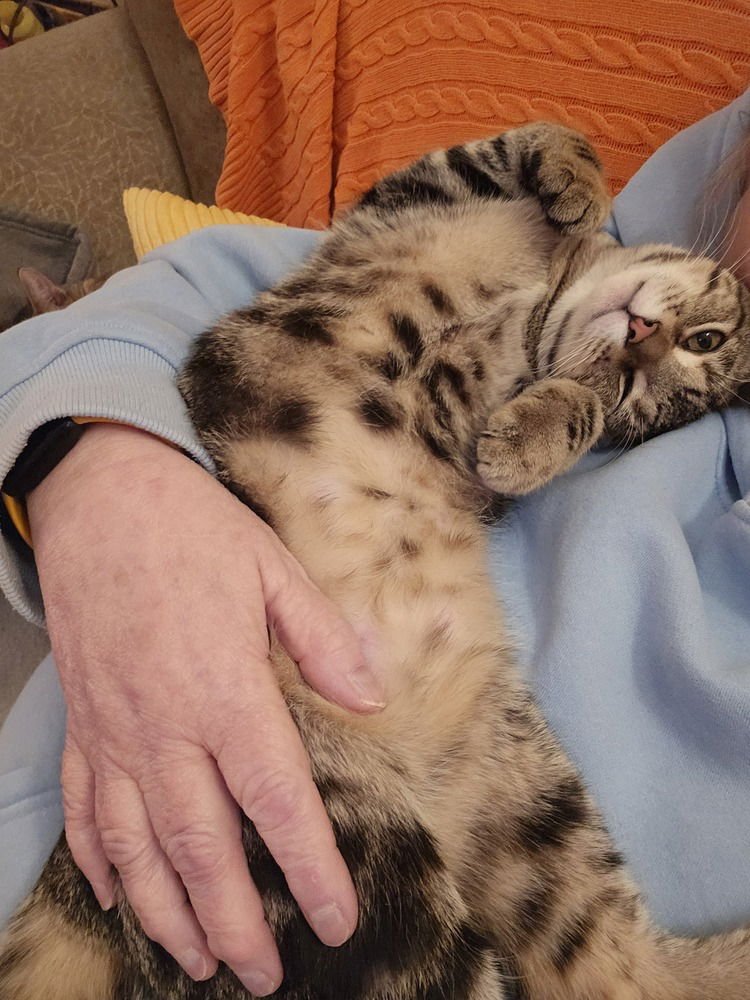 HIBISCUS - Domestic Short Hair available for adoption