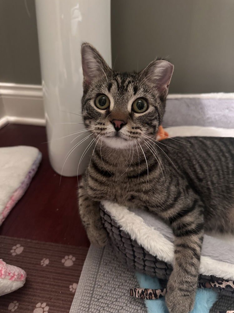 LIAM - Domestic Short Hair available for adoption