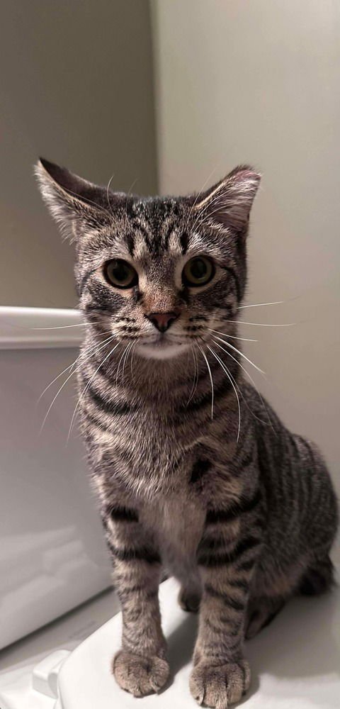 LIAM - Domestic Short Hair available for adoption