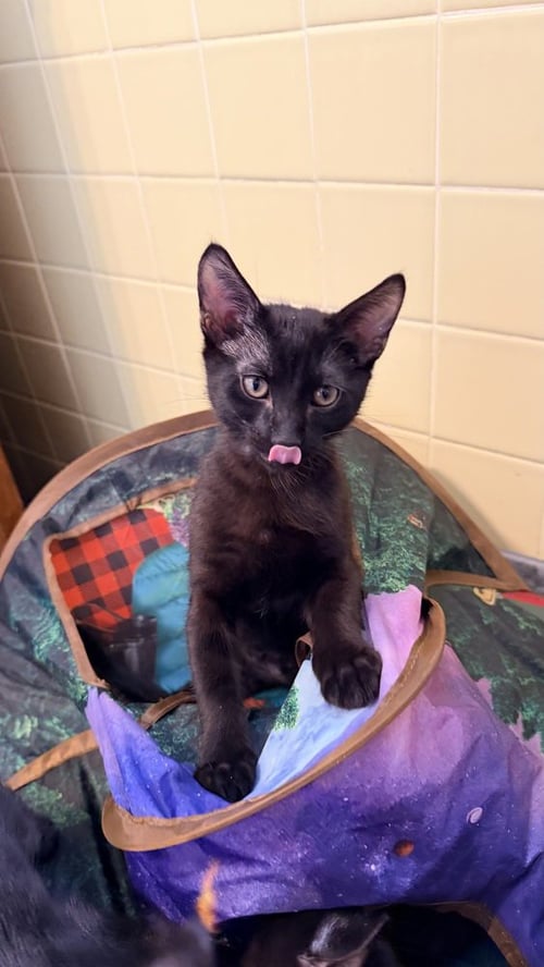 NEON GREEN RELISH - Domestic Short Hair available for adoption