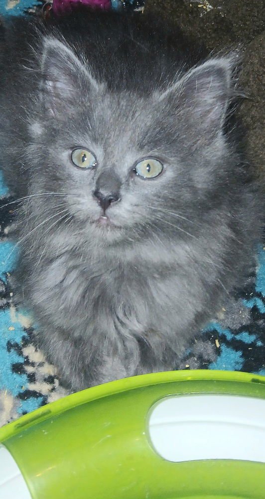 SKYE - Domestic Medium Hair available for adoption