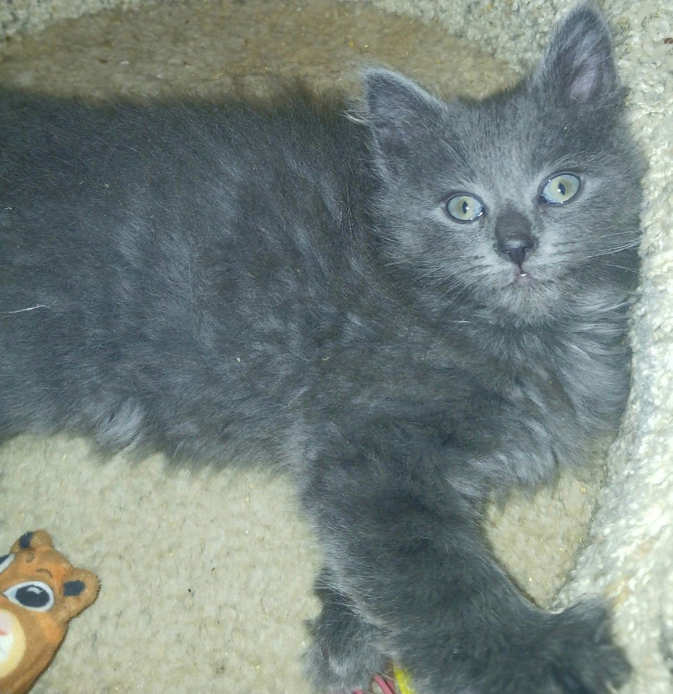 SKYE - Domestic Medium Hair available for adoption