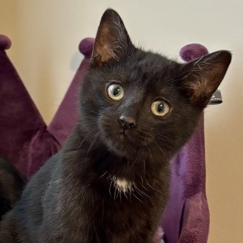 BLACK EYED PEAS - Domestic Short Hair available for adoption