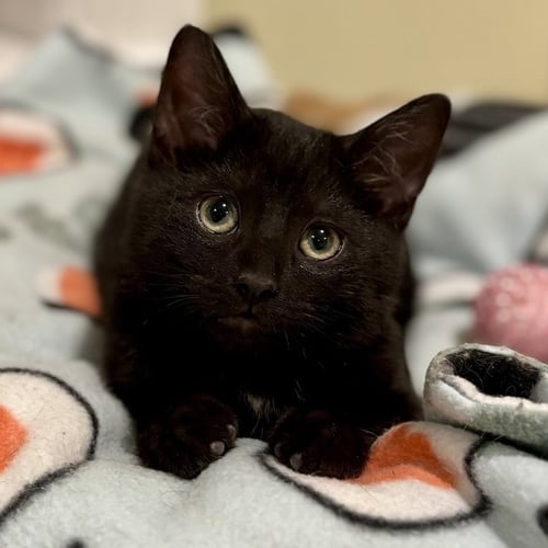 BLACK EYED PEAS - Domestic Short Hair available for adoption