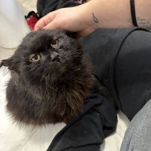 HENRY - Domestic Long Hair available for adoption